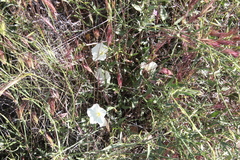 Calystegia longipes