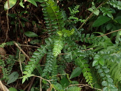 Zanthoxylum avicennae