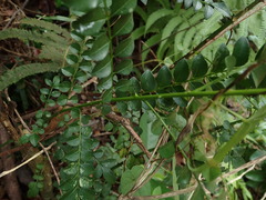 Zanthoxylum avicennae