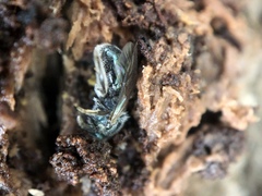 Lasioglossum coeruleum
