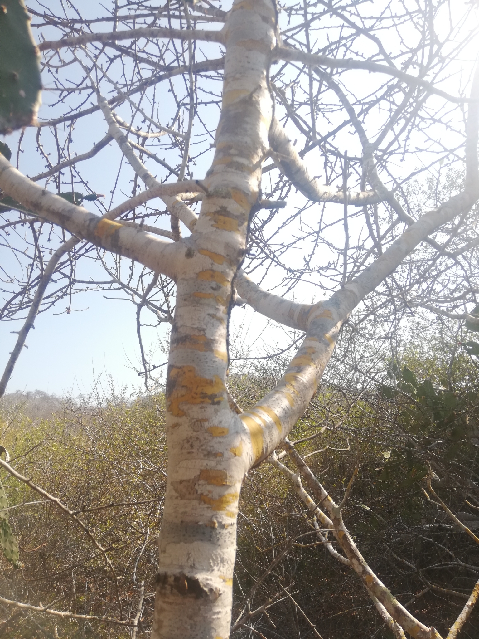 Imagem de Bursera schlechtendalii