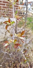 Prunus virginiana