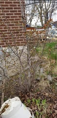 Prunus virginiana