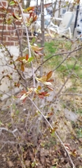 Prunus virginiana