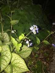Brunnera macrophylla