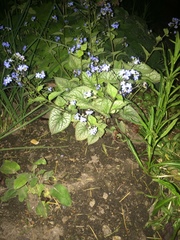 Brunnera macrophylla