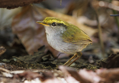 Grey-Bellied Tesia photo 3