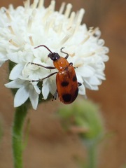 Androlyperus maculatus