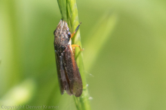 Homalodisca insolita