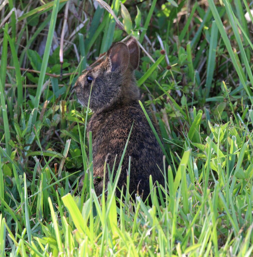 Florida Rabbit Marsh Rabbit from Broward County, FL, USA on April 28, 2024 at 08:38 AM ...