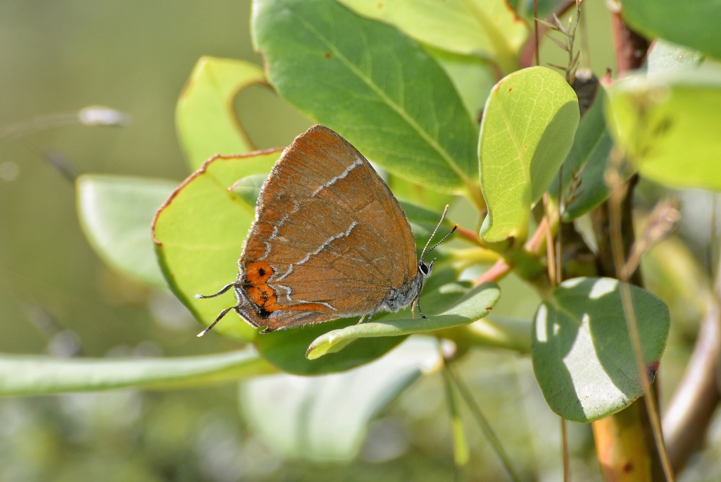 Howarthia caelestis