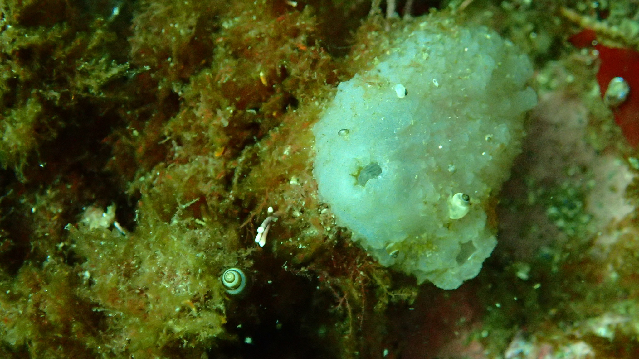 Ascidiella aspersa (Müller, 1776)