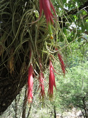 Tillandsia erubescens