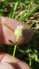 Cyperus sesquiflorus sesquiflorus