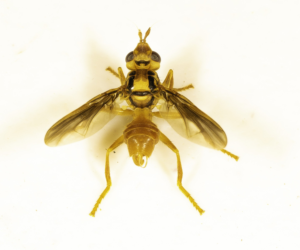 Idiopyrgota