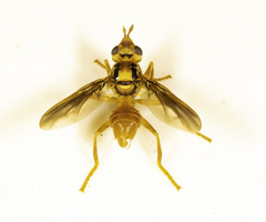 Idiopyrgota