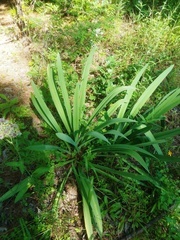 Hymenocallis occidentalis eulae