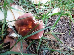 Russula capensis