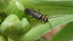 Rhagonycha lineola