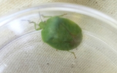 Chinavia pensylvanica