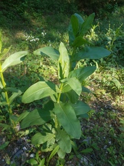 Physostegia digitalis