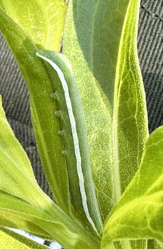 Condica videns photographed on goldenrod