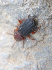 Apsena pubescens