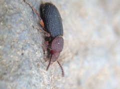 Apsena pubescens