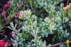 Suaeda novae-zelandiae