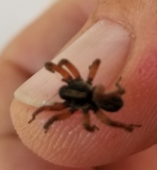 Trochosa sepulchralis