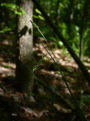 Carex oxylepis