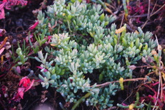 Suaeda novae-zelandiae