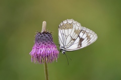 Melanargia caoi