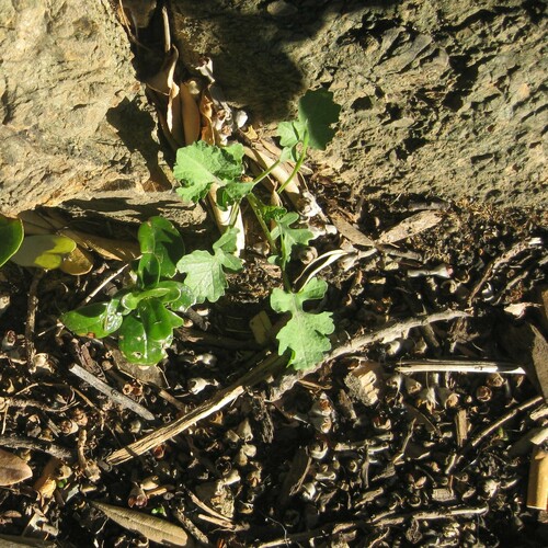 Image of Brassica fruticulosa by (c) wild_wind, some rights reserved (CC BY)