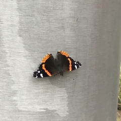 Vanessa atalanta
