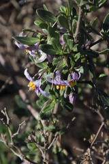 Solanum guineense