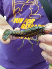 Procambarus pentastylus