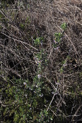 Solanum guineense