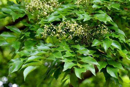 Dalbergia odorifera, photograph 3
