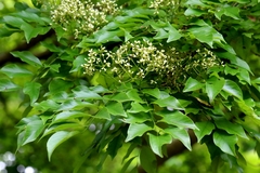 Dalbergia odorifera, photograph author not stated, no rights reserved