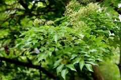 Dalbergia odorifera, photograph author not stated, no rights reserved