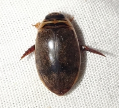 Thermonectus nigrofasciatus