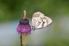 Melanargia caoi