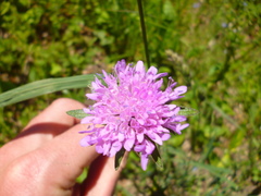 Knautia dipsacifolia