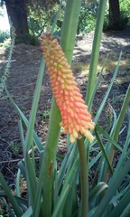 Kniphofia uvaria