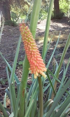 Kniphofia uvaria