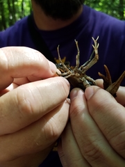 Procambarus pentastylus