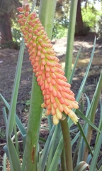 Kniphofia uvaria