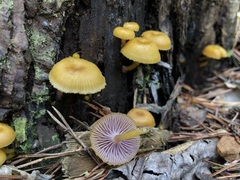 Chromosera