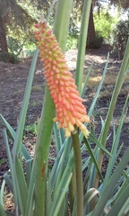 Kniphofia uvaria